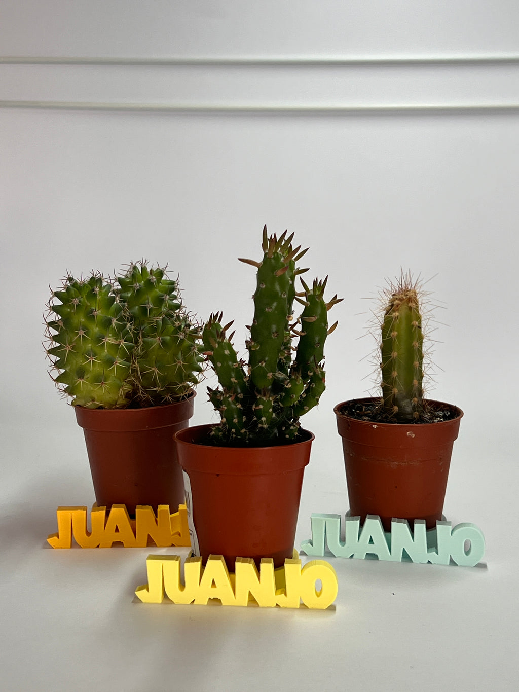 Posacactus personalizados