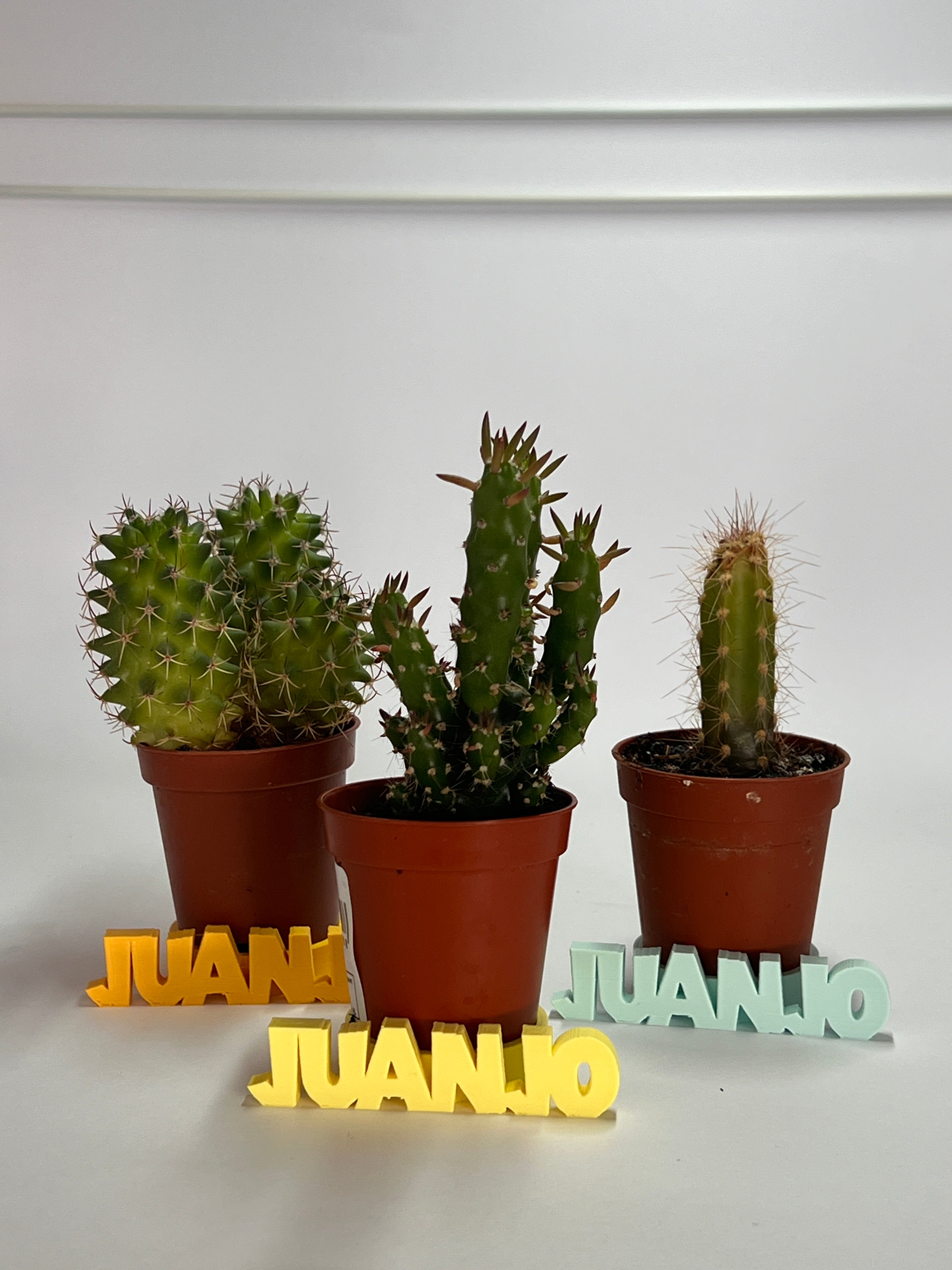 Posacactus personalizados
